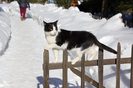 Black and white cat stands on a wooden fence in the snow.の写真素材