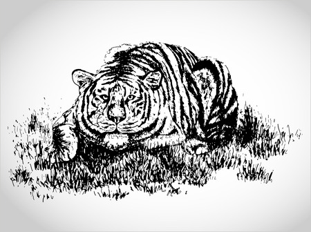 Tiger in grass illustrationのイラスト素材