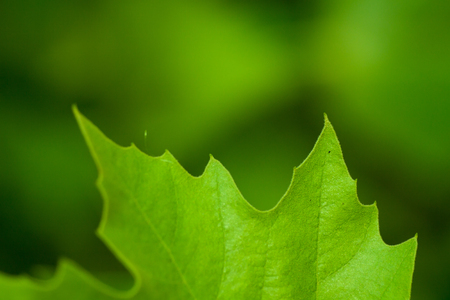 Fresh green maple leaf with blurred backgroundの写真素材