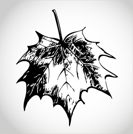 Sketch maple leaf vector illustrationのイラスト素材