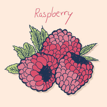 Raspberries color drawing raspberry vector illustration in flat minimal style, isolated on...