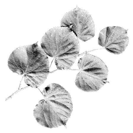 Linden leaf vector in dots style isolated on white background. Monochrome tree branch for minimalist graphic designのイラスト素材