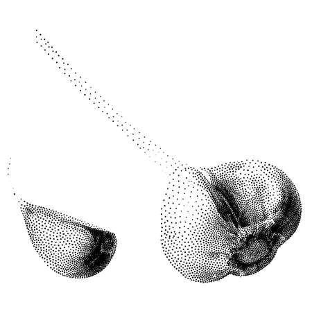 Garlic vector in dotted halftone and pointillism style. Fresh bio cloves of garlic Typical aromatic ingredient in the kitchen. Organic vegetables isolated on white backgroundのイラスト素材