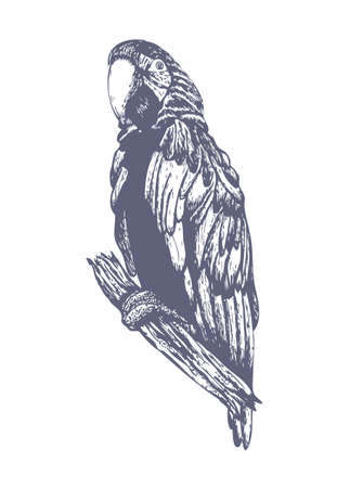 Sketch parrot illustration vectorのイラスト素材