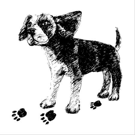 Sketch Bigl dog illustrationのイラスト素材