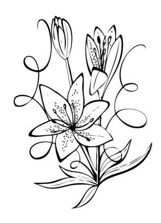 Hand drawn lily flower. Vector illustration. Black and white.のイラスト素材