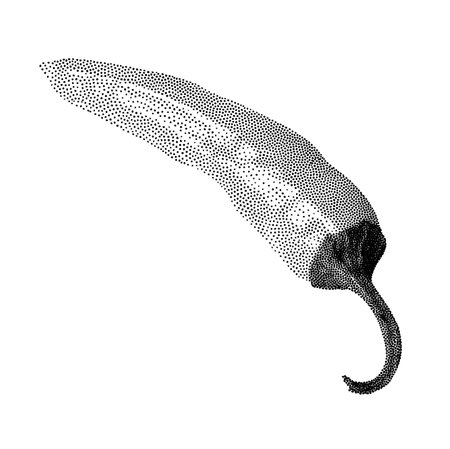 Retro black and white engraving of chili pepper. Isolated on white background.のイラスト素材
