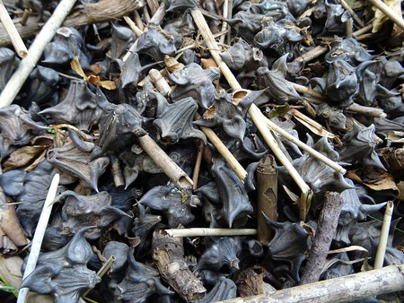 Chestnut seeds of waterの写真素材