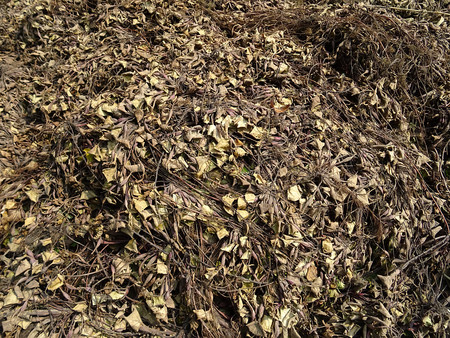 eradicated plants Water chestnutの写真素材