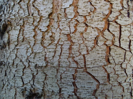 Cedar bark (01)