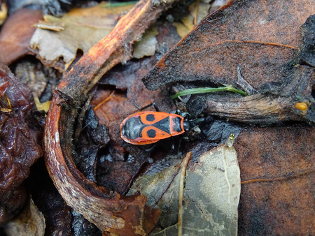 red and black bug