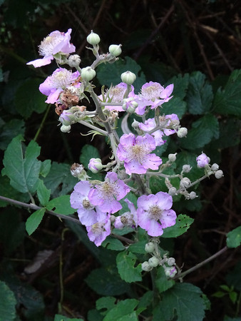 Rubus ulmifolius flowersの写真素材
