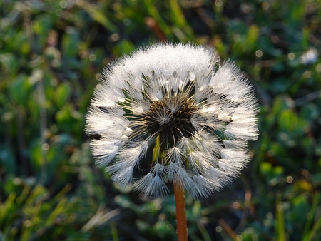 Dandelion