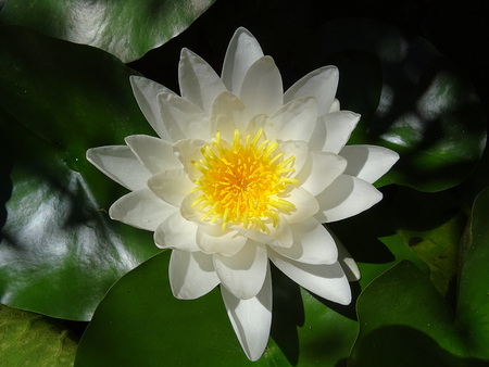 Flower of Nymphaea dawnの写真素材