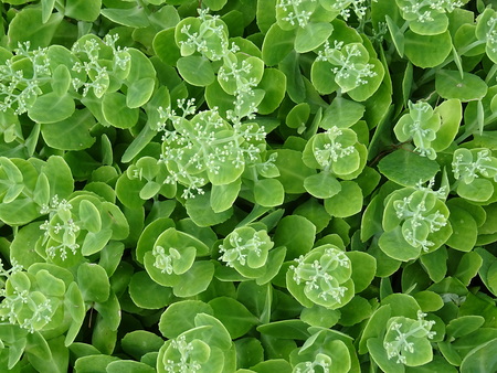 Sedum telephium