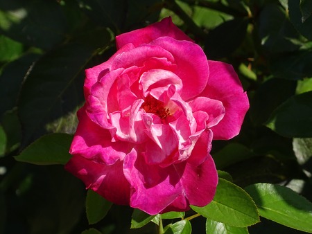 Rose Flowerの写真素材