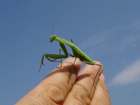 Praying mantisの写真素材