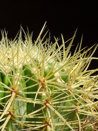 Echinocactus grusoniiの写真素材