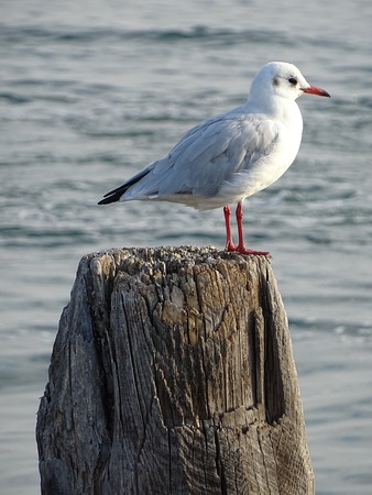 A seagull on an old wood by the beachの写真素材