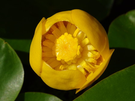Yellow water lilyの写真素材