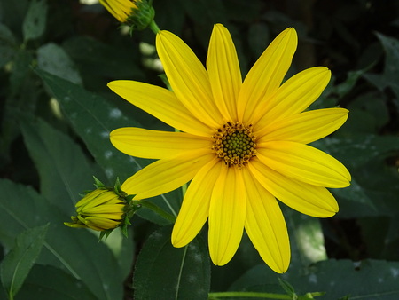 Topinambur flowerの写真素材