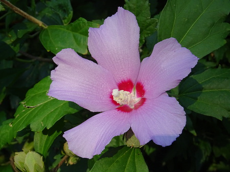 Hibiscus syriacus flowerの写真素材