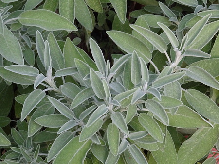 Sage leavesの写真素材