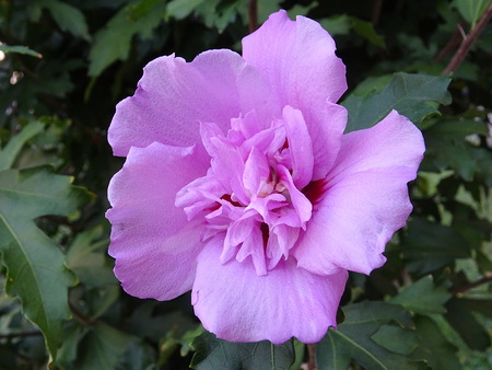 Semidouble flower of Hibiscus syriacusの写真素材