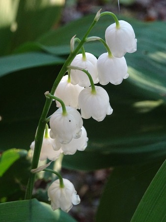 Convallaria majalis flowerの写真素材
