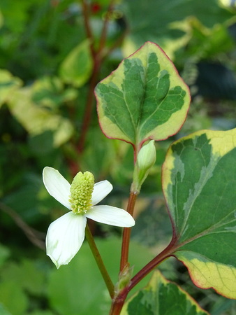 Houttuynia cordata variegata flowerの写真素材
