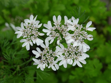 Coriandrum sativum flowerの写真素材