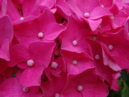 Pink Hydrangea macrophyllaの写真素材