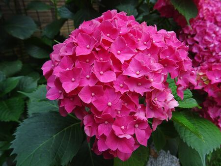 Hydrangea macrophyllaの写真素材