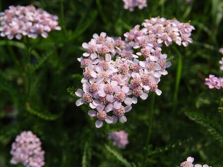 Yarrow milfoilの写真素材