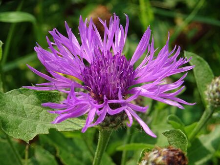 Purple flowerの写真素材
