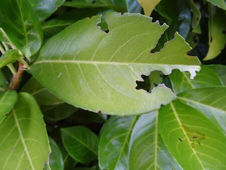 Sick laurel leafの写真素材