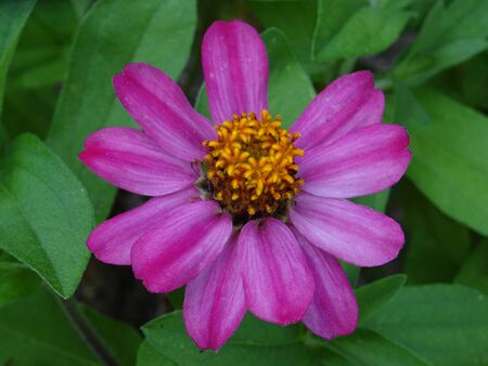Zinniaの写真素材