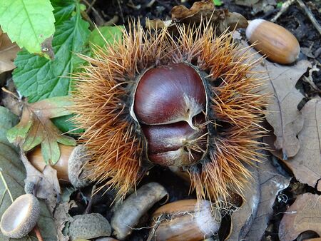 Chestnut Hedgehogの写真素材
