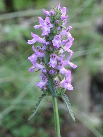 Stachys officinalisの写真素材