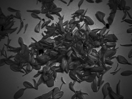 black flower backgroundの写真素材