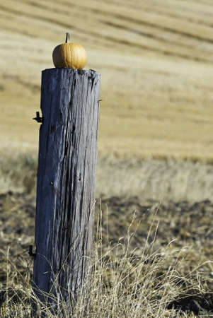 Pumpkin is on an old fence post in the Palouse area.の写真素材