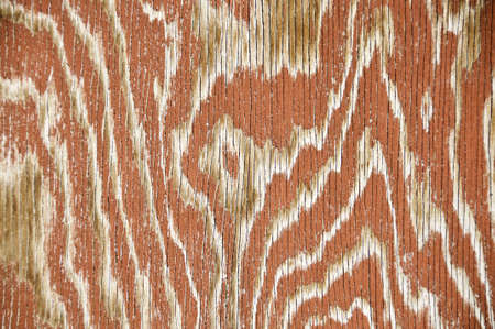 Piant that looks like elevation lines on a map.の写真素材