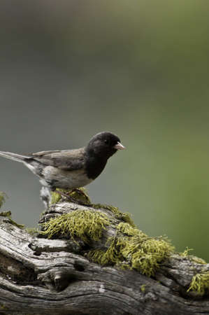 Dark eyed junco on tree trunck with moss on it.の写真素材