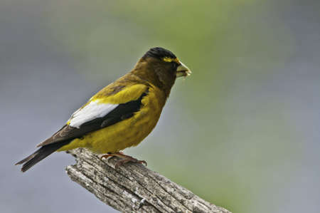 Male evening grosbeak on the end of branch.の写真素材