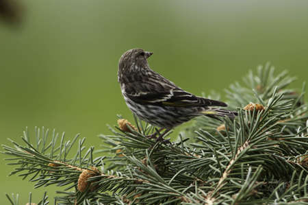 Pine siskin on the pine tree branch.の写真素材
