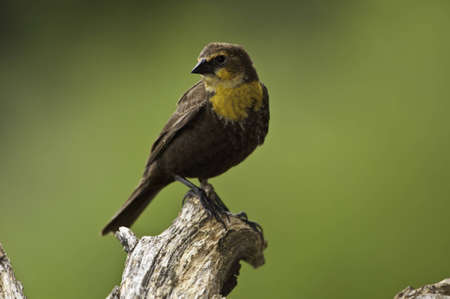 Yellow head blackbird on a tree branch.の写真素材