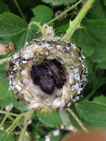 Two baby humming birds in nestの素材