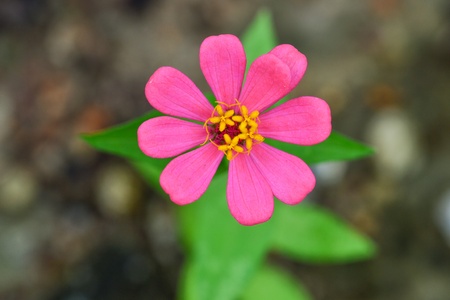 Zinnia pink blooming beautiful and lovely 