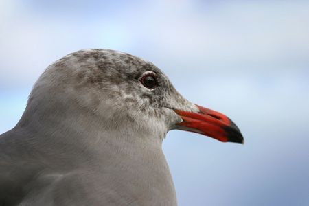 sea gull against skyの写真素材