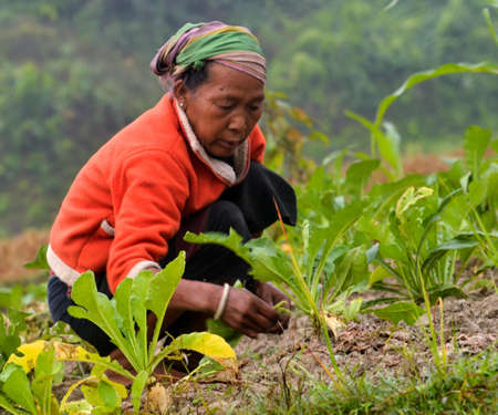 An unidentified Burmese woman works in her vegetable garden.の写真素材